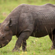 Illustration for article titled World Wildlife Fund Donors Receive Refund After Western Black Rhino Goes Extinct
